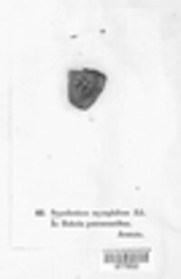 Hypomyces chrysospermus image